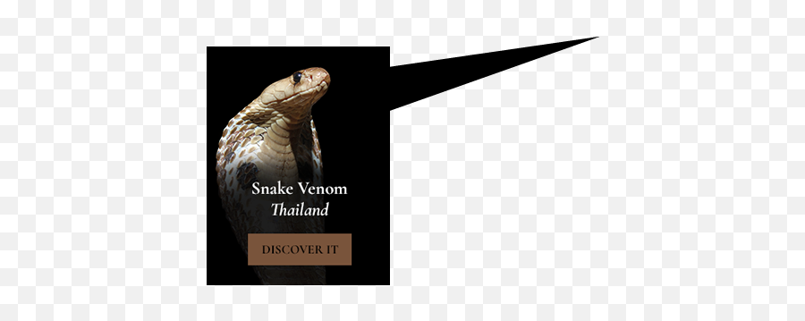 Ingredients U2013 Snake Venom Unapologetic Luxury - Desert Iguana Png,Venom Snake Png