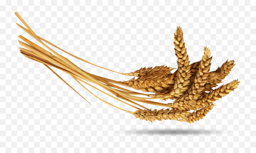 Download Wheat Png Image For Free Images - Wheat Plant Images Png,Wheat Transparent Background