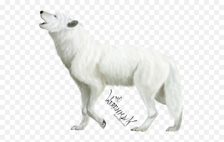 Y3185711917 White Wolf Wallpaper V33 Png - White Wolf Art Png,Wolf Png