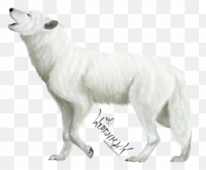 Y3185711917 White Wolf Wallpaper V33 Png - Wolf Art Png