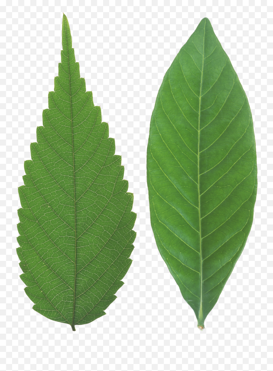 Clipart Leaves Leaf Vein - Leaf Png,Vein Png