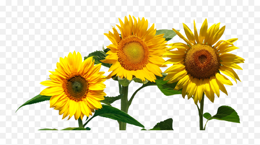 Sunflowers Png - Cafepress Samsung Galaxy S8 Case Modelos De Convite De Girassol,Samsung Galaxy S8 Png