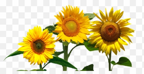 Sunflowers Png - Cafepress Samsung Galaxy S8 Case Modelos De Convite Girassol