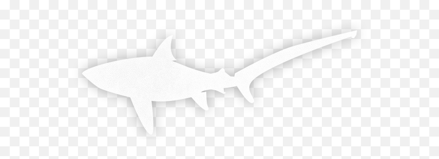 Thresher Shark Silhouette - Emblem Png,Shark Silhouette Png