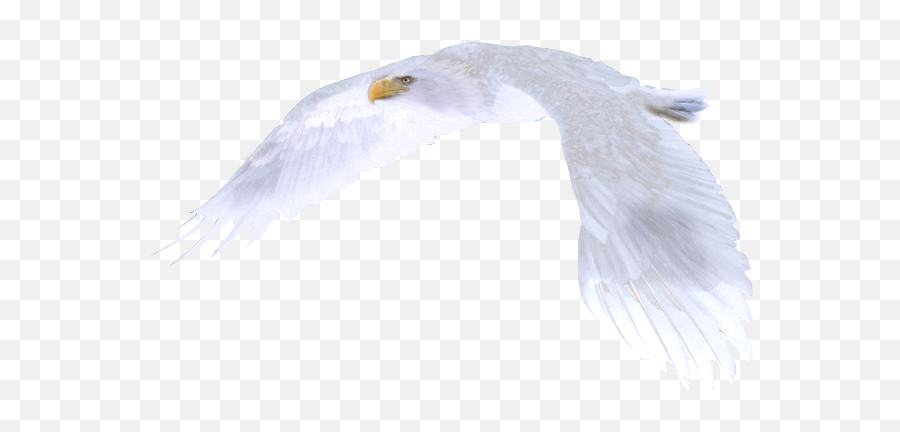 White Eagle Png Picture 589837 - White Eagle,Soaring Eagle Png