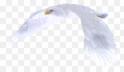 White Eagle Png Picture 589837 - Eagle