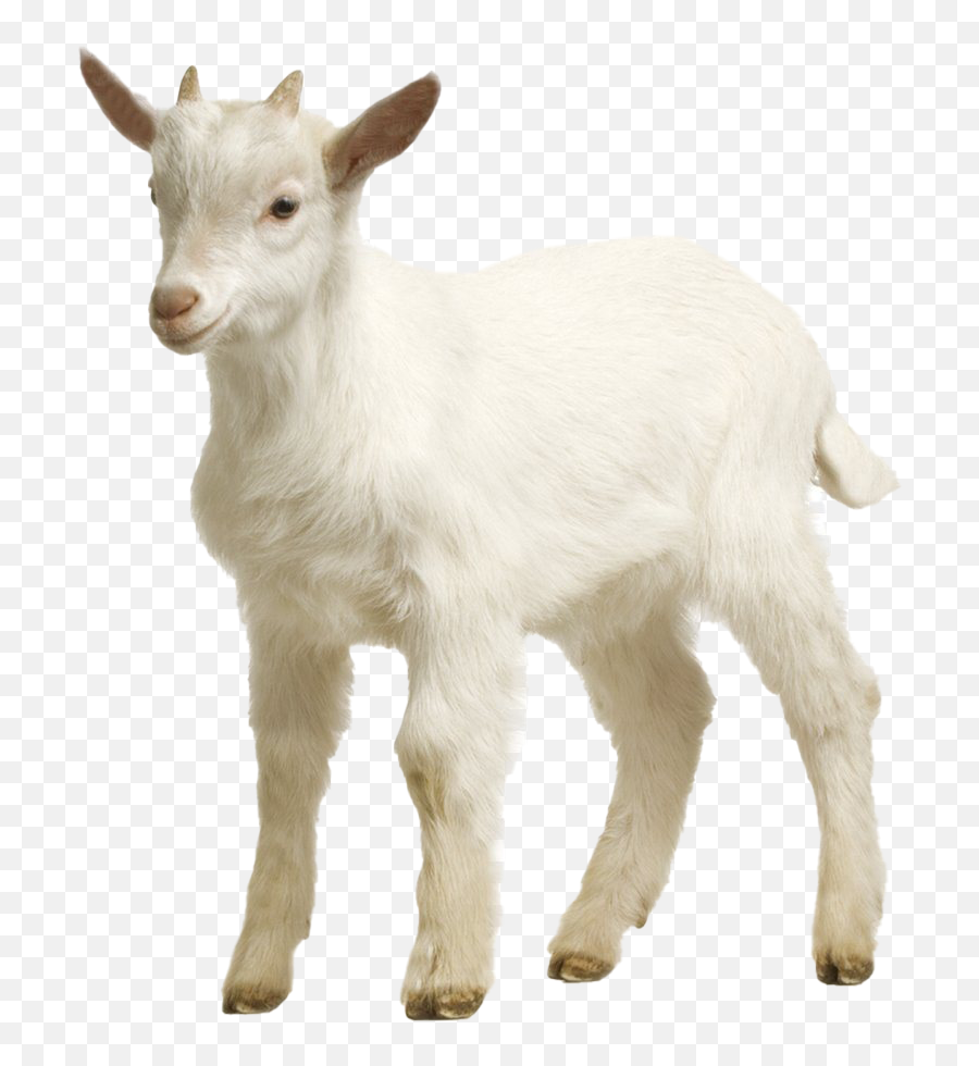 White Goat Png Picture - Goat Png,Goat Transparent Background