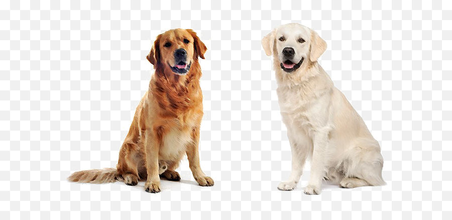 Labrador Retriever Png - Golden Retriever Vs Labrador Retriever Comparison,Golden Retriever Transparent