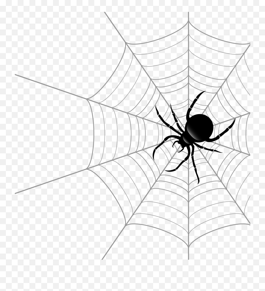 Spider Web Theridiidae Euclidean Vector - Vector Spider On Web Png,Spider Web Png