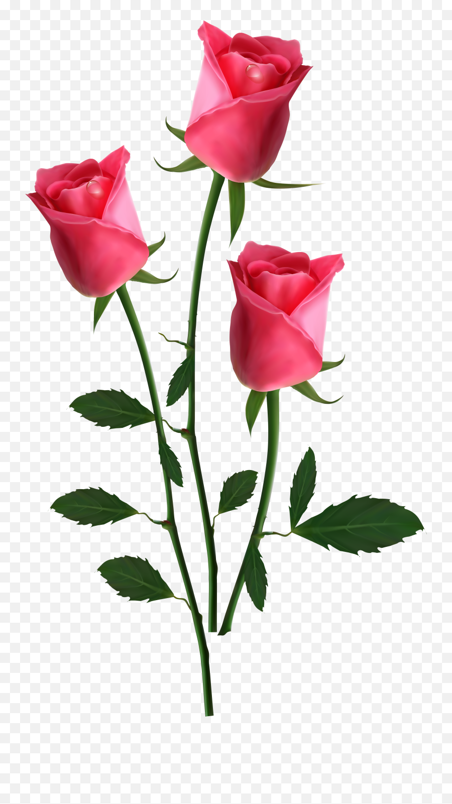 Download Transparent Pink Roses Png - Beautiful Roses Hd Png,Pink Roses Png