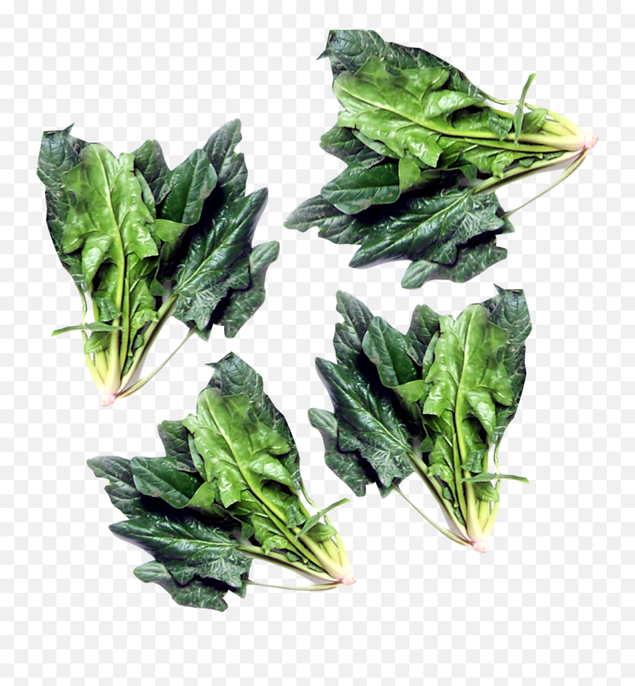 Green Spinach Png Image For Free Download - Leaf Vegetable,Spinach Png