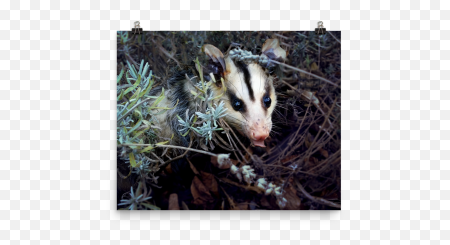 Brokkoli Poster Sold - Possum Png,Opossum Png