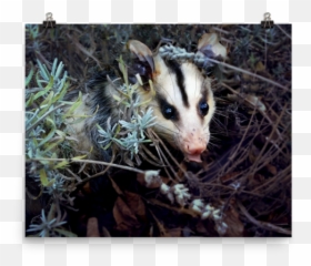 Brokkoli Poster Sold - Possum Png,Opossum Png