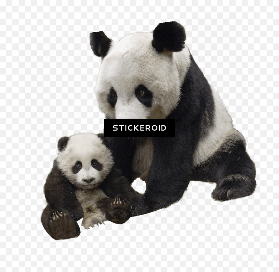 Oso Panda Fondo Transparente Png Image - Transparent Baby Panda Png,Oso Png