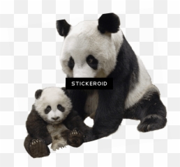 Oso Panda Fondo Transparente Png Image - Transparent Baby Panda Png,Oso Png