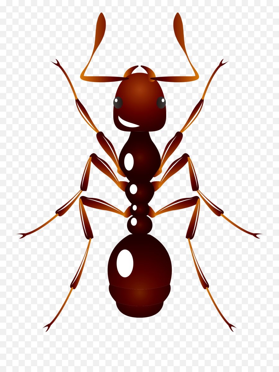 Download Hd Ant U6606u866b U8682u8681 Insect - Ants Vector Ants Vector Png, Ants Png - free transparent png images 