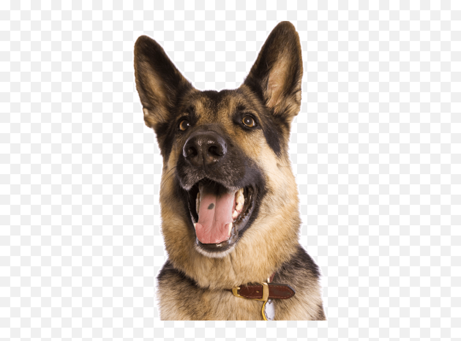 German Shepherd - German Shepherd Png,German Shepherd Png