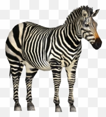 Zebra Png - Zebra Zoo Tycoon 2,Zebra Png