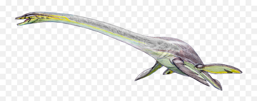 Fileelasmosaurus Platyurus Transparentpng - Wikipedia Elasmosaurus Platyurus,Dolphin Transparent