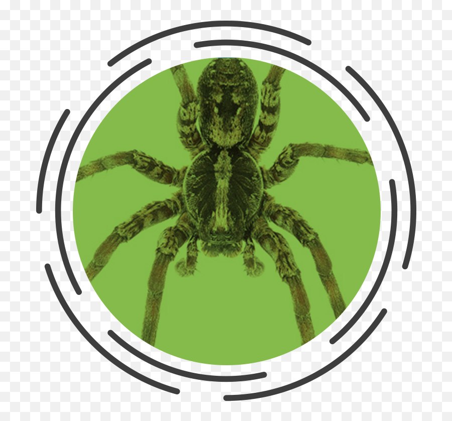 Characteristics - Insect Png,Transparent Spiders