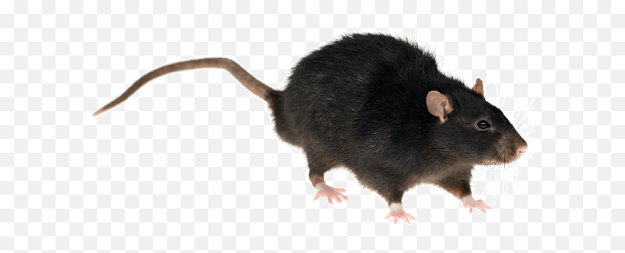 What Is The Difference Between A Rat And Mouse Rentokil - Verschil Rat En Muis Png,Rat Transparent