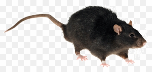 What Is The Difference Between A Rat And Mouse Rentokil - Verschil Rat En Muis Png,Rat Transparent