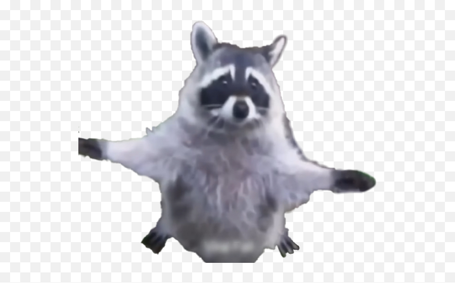 Download Hd Raccoon Transparent Png Image - Nicepngcom Raccoon Transparent,Raccoon Transparent Background