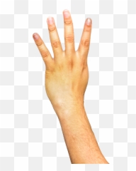 Download Arm Transparent Background Hq Png Image Freepngimg - Png