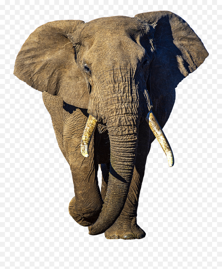 Elephant Walking Transparent Background - Big Png,Elephant Transparent