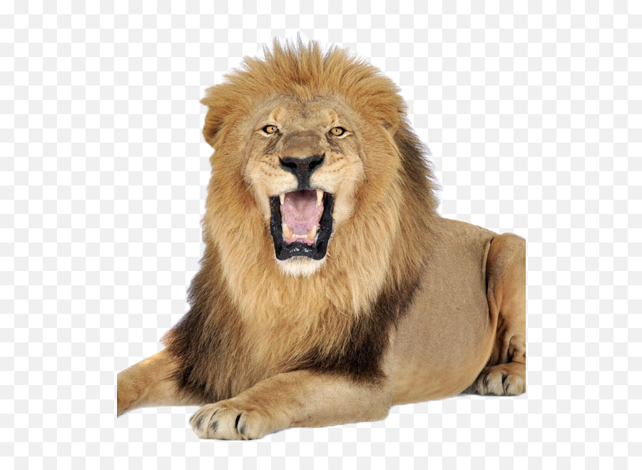 Terrestrial Animal - Full Images Of Lion Png,Animal Png