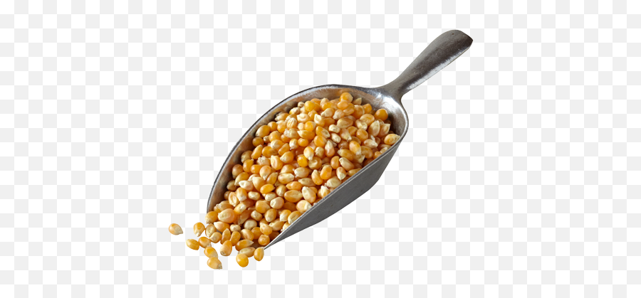 Foods Inc - Popcorn Kernel Png,Popcorn Kernel Png