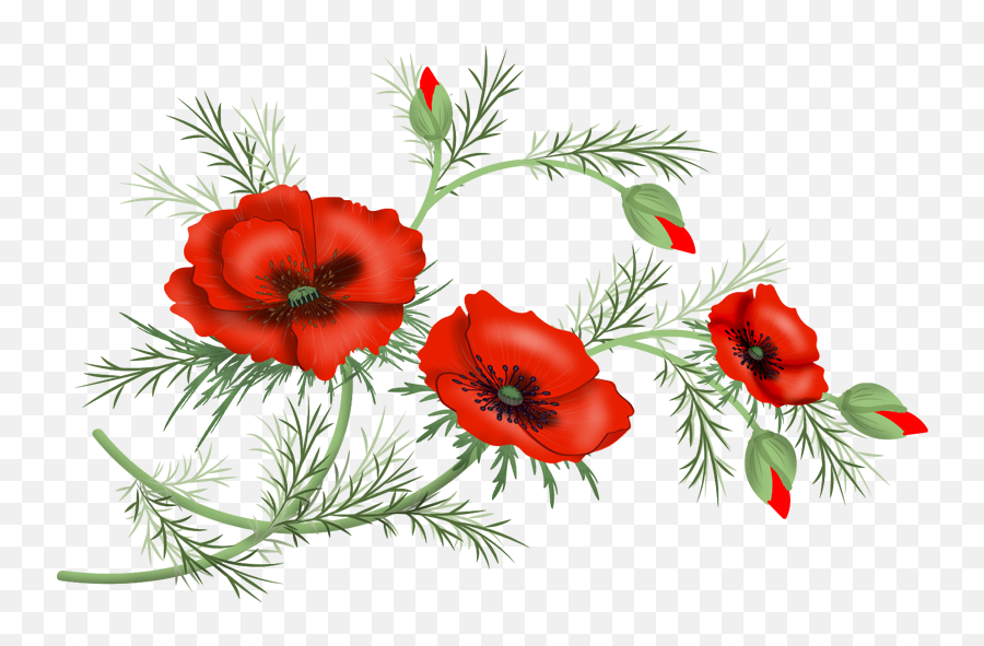 Flowers Vector Png Poppies