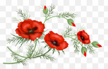 Flowers Vector Png Poppies