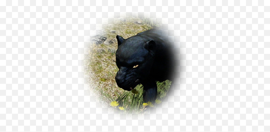 Bdo Immature Black Leopard Bddatabasenetusnpc21507 - Black Panther Png,Leopard Icon
