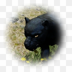 Bdo Immature Black Leopard Bddatabasenetusnpc21507 - Black Panther Png,Leopard Icon
