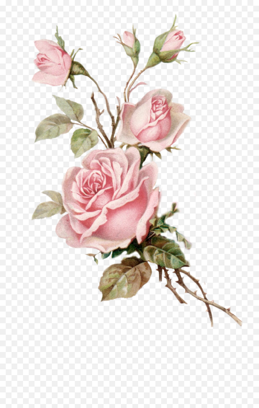Pin - Vintage Rose Png,Vintage Flower Png