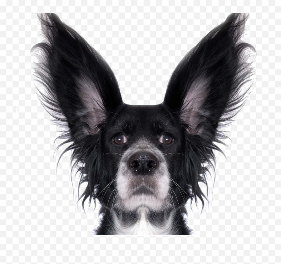 Hd Funny Dog Png Transparent Background - Funny Dog Transparent Background,Funny Dog Png