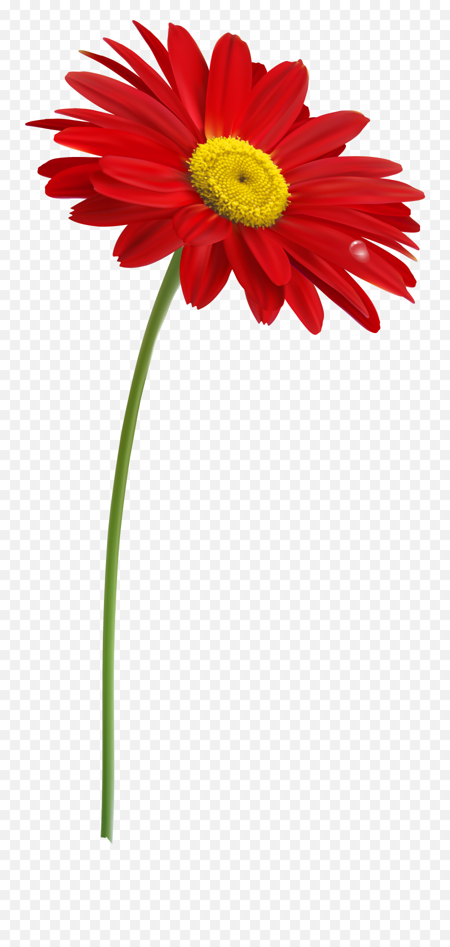 Red Gerber With Stem Png Clipart Image - Flower Stem Png,Simple Flower Png