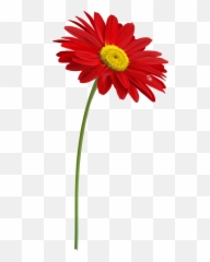 Red Gerber With Stem Png Clipart Image - Flower Stem Png,Simple Flower Png