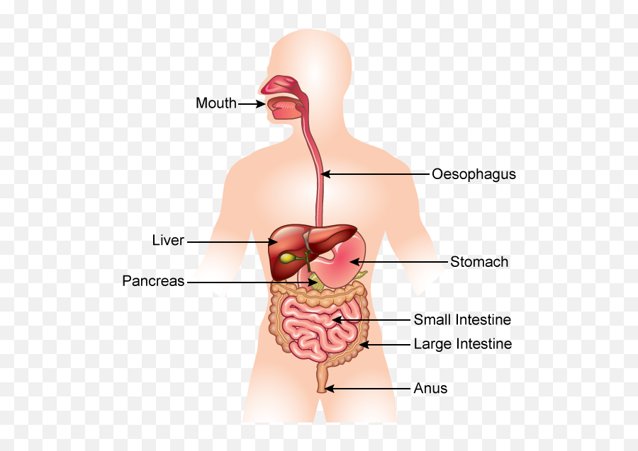 Stomach Png - The Alimentary Canal Consists Of Mouth Difference Between Oesophagus And Alimentary Canal,Pancreas Icon