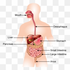 Stomach Png - The Alimentary Canal Consists Of Mouth Difference Between Oesophagus And