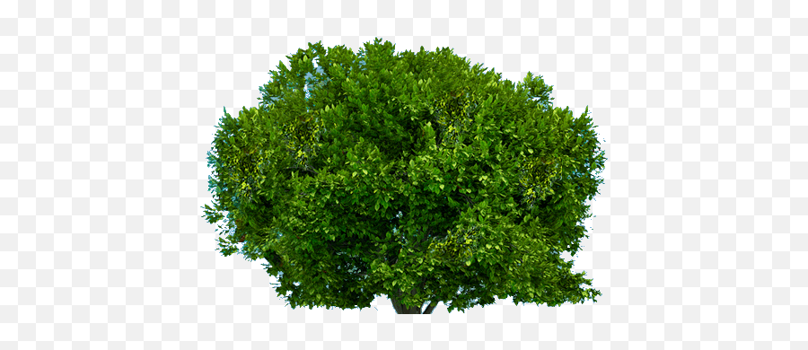 Tree Png Image Free Download Picture - Portable Network Graphics,Tree From Above Png