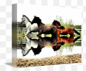 Three Horses By Robbie Browne - Stallion Png,Horse Running Png