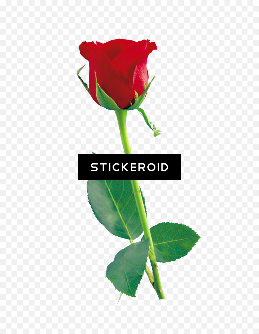 Single Red Rose Flowers - Rose Icon Png Transparent Full Single Red Rose Image Hd,Red Rose Transparent