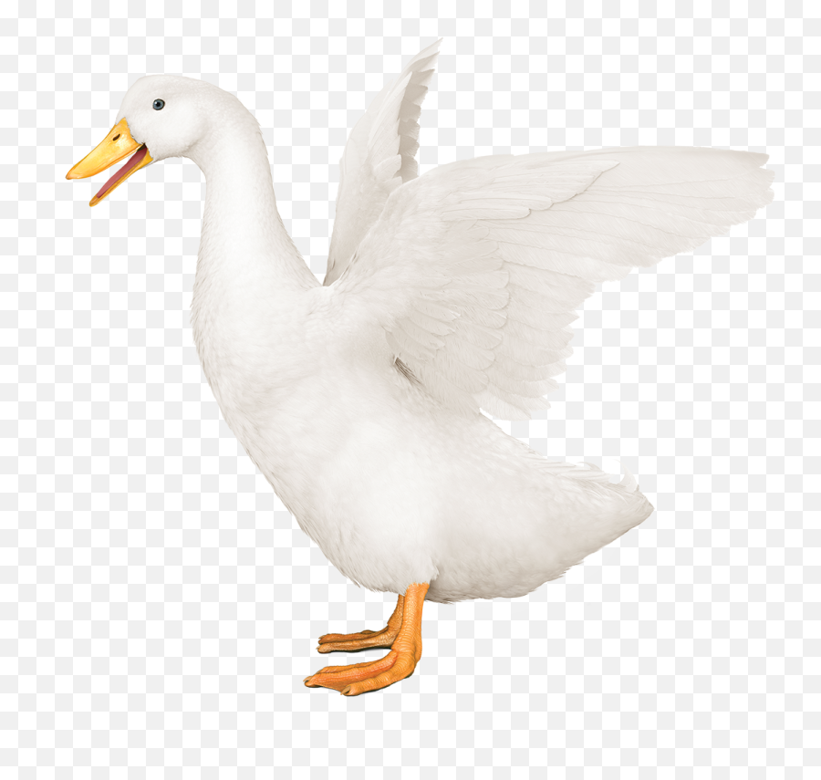 Download Aflac Duck Png - Aflac Duck Transparent,Duck Png