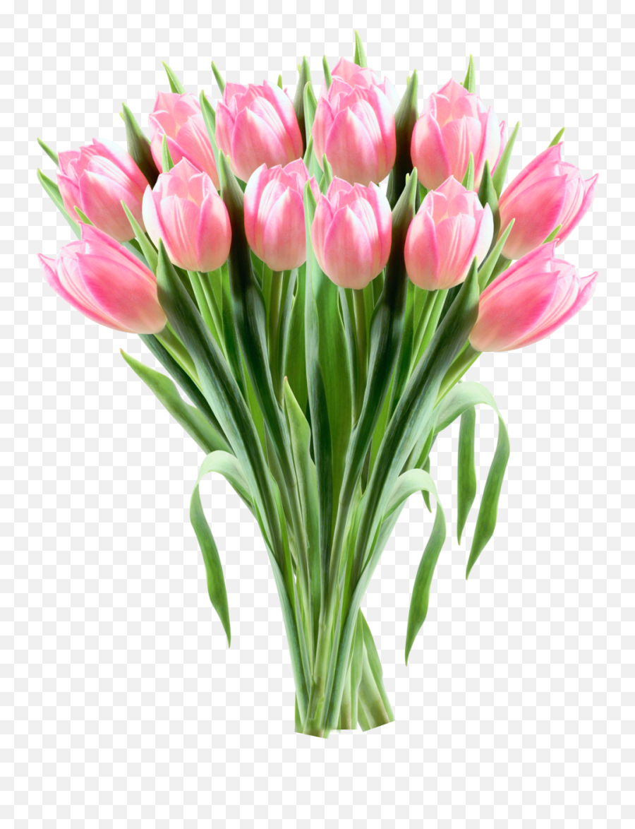 Tulip Flower Clip Art - Tulip Bouquet Clipart Transparent Png,Tulip Transparent