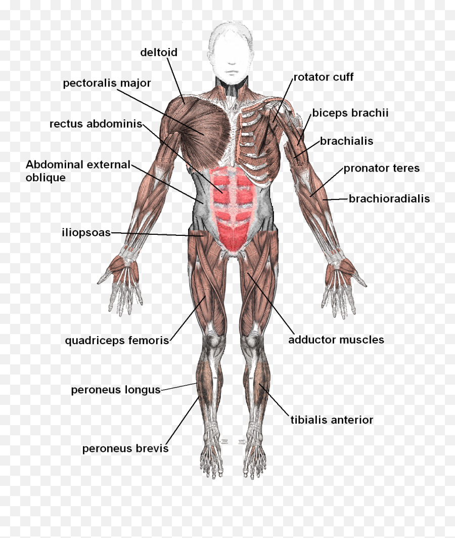 Muscles Anterior Labeled - Muscular System Organs Png,Muscles Png