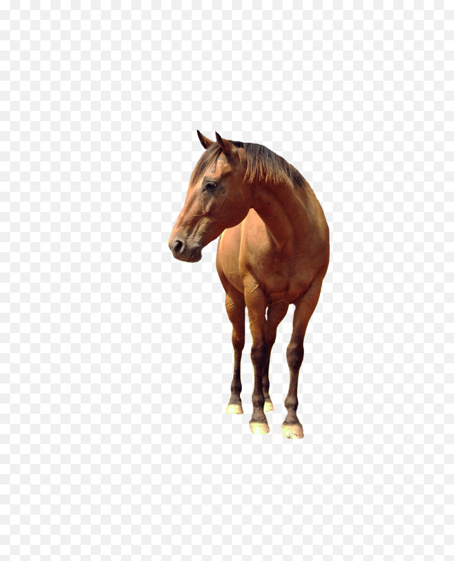 Horse Android Tattoo Design Maker - Transparent Background Run Horse Png,Caballo Png