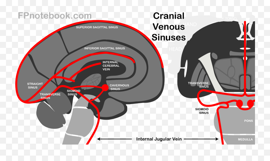 Cerebral Sinus Png Medscape Icon