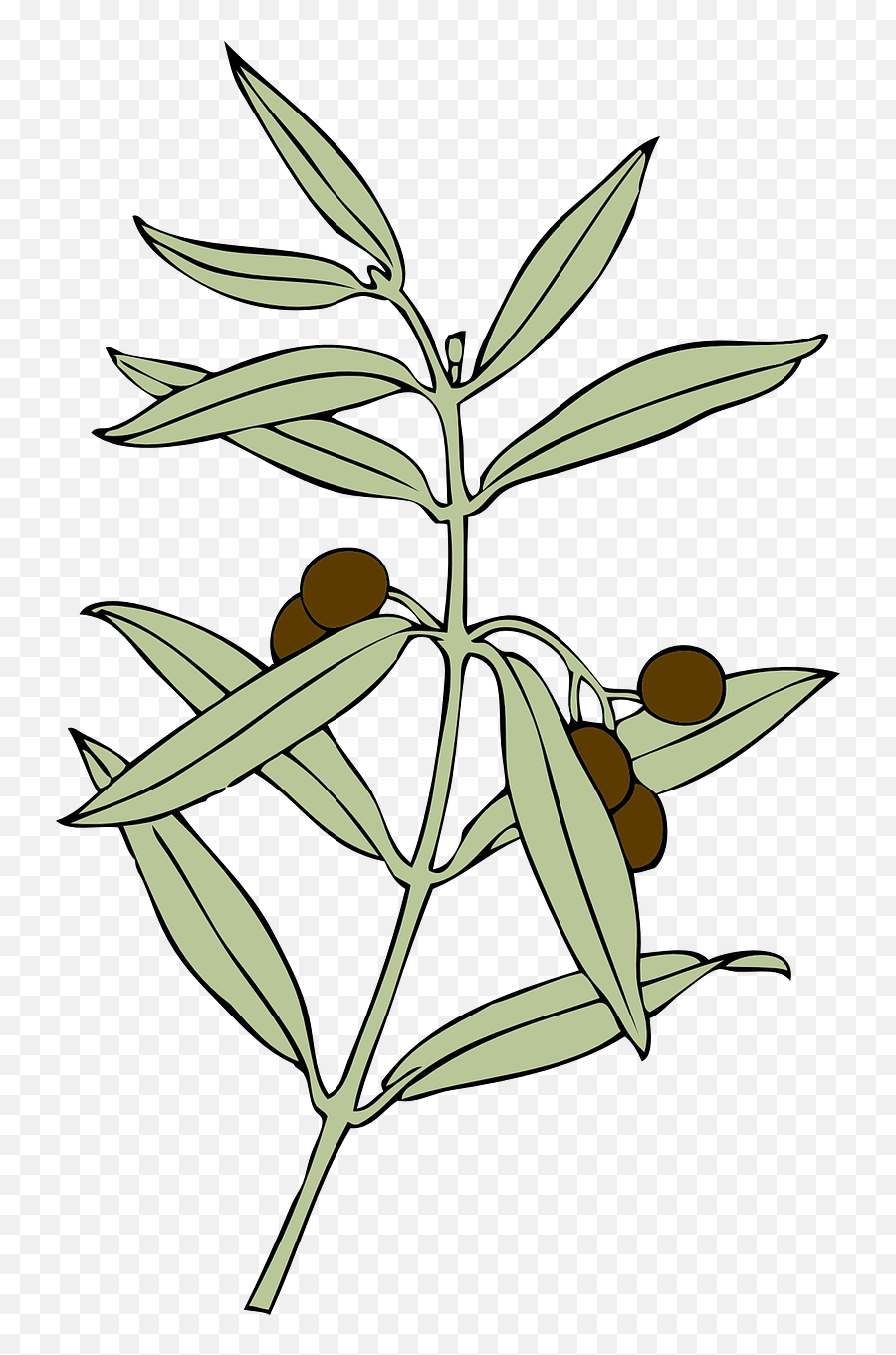 Olive Branch Olives Symbol - Free Vector Graphic On Pixabay Olive Branch Peace Offering Png,Olive Tree Png